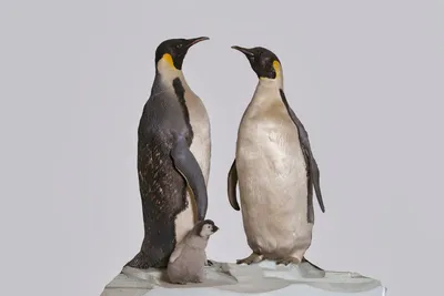 Про пингвинов глазами человека - Дом Сказки