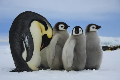 Селективная фокусировка двух пингвинов · Бесплатные стоковые фото
