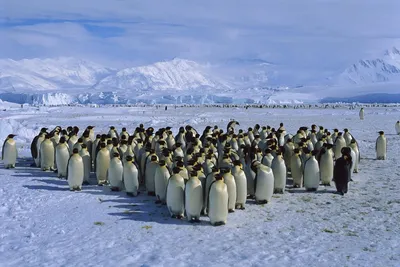 Бой пингвинов показали на видео украинские полярники со станции Вернадского  | Новости РБК Украина