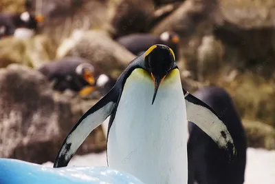 Король Пингвин Цыпленок Стоит В Группе Взрослых Пингвинов — стоковые  фотографии и другие картинки Пингвин - iStock