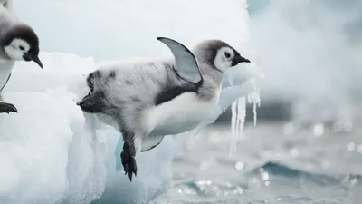 пингвин — Викисловарь