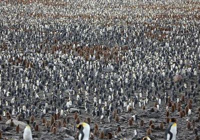 Пингвины в снеге Группа в составе пингвины короля приходя к пляжу моря с  волной голубое небо пристаньте птиц к берегу Смешное изо Стоковое  Изображение - изображение насчитывающей антенны, побережье: 97627687