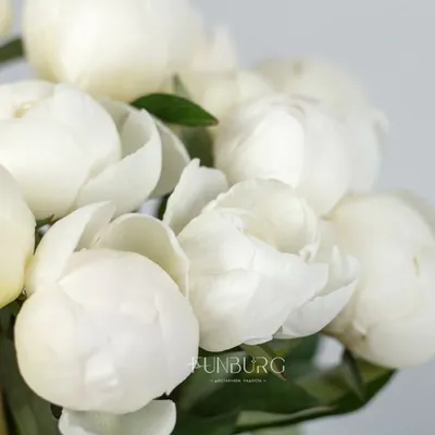 Белые пионы: цена, заказать с доставкой по Новокубанске в интернет-магазине  Cyber Flora®
