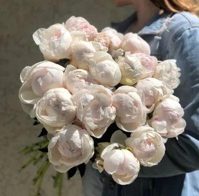 Пион белый в Нижней Туре - Купить с доставкой от 500 руб. |  Интернет-магазин «Люблю цветы»
