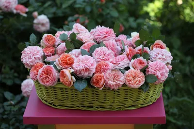 Обои пионы, цветы, розовые, раздел Цветы, размер 2560x1600 Wide - скачать  бесплатно картинку на рабочий стол и телефон