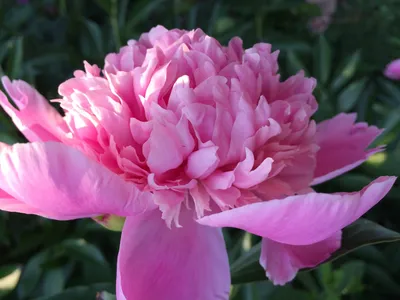 розы корзина бутоны © elena di guardo HD обои для ноутбука | Розовые розы,  Розы, Цветы