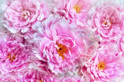 Самые красивые розовые пионы - 91 фото
