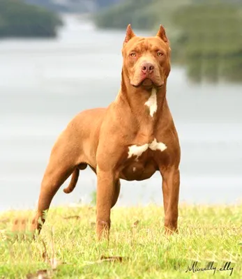 1 Year Old Pitbull - What To Expect At One Year Old