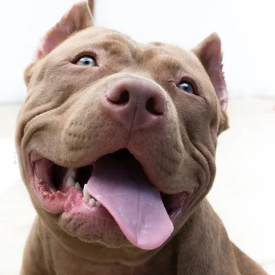 5 Types of Pit Bull Dog Breeds