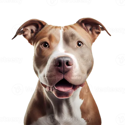 American Pitbull Terrier Dog Isolated Vector Illustration Stock  Illustration - Download Image Now - iStock