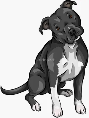 A cute pitbull with a happy smile 17396024 PNG