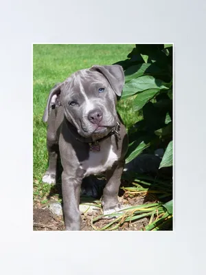Pin by Maddy C. on Pitbull e parentes | Pitbull puppies, Pitbull dog,  Pitbull terrier