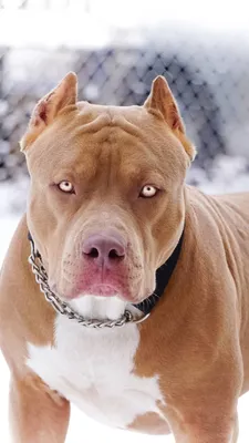 Rare pitbull iPhone Wallpaper | Pitbull terrier, Bully breeds dogs, Pitbull  dog breed