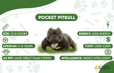 Pitbull Tyson | Pitbull dog breed, Really cute dogs, Cute pitbull puppies