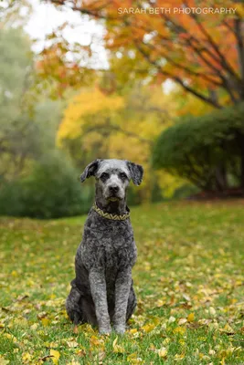Premium Vector | Pitbull terrier dog breed pet, pit bull head