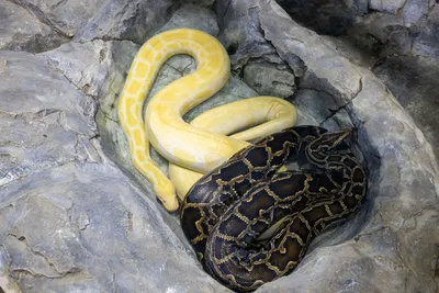 Королевский питон Regius morf Piebald 1,5 месяца, Самец