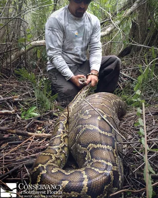 Тигровый питон — Python molurus. Экспозиция Экспозиция \"Экзотариум\".  Сахалинский зооботанический парк.