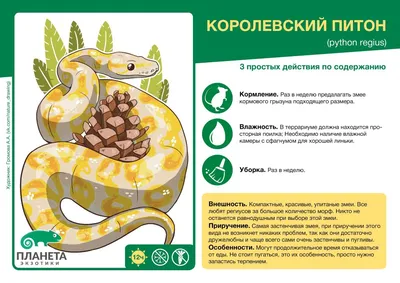 Содержание королевского питона🐍 | Домашние рептилии🦎 | Дзен