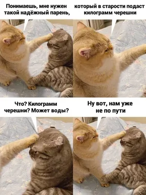 Забавные мемы с котами, которые поднимут вам настроение