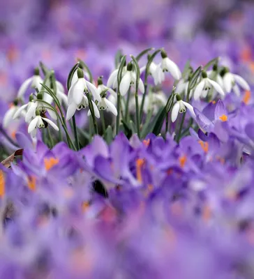 Подснежники — лесные цветы в вашем саду, что надо знать? 12 фактов о  галантусе | Дача - это маленькая жизнь | Дзен