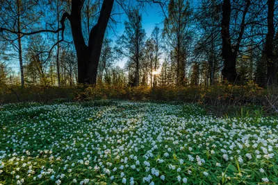 Белые, весенние, цветут полянками - подснежники | Пикабу