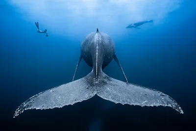 Картинки подводного мира океана фотографии