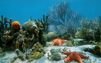 Подводный мир океана фото - Природа - Картинки для рабочего стола - Мои  картинки