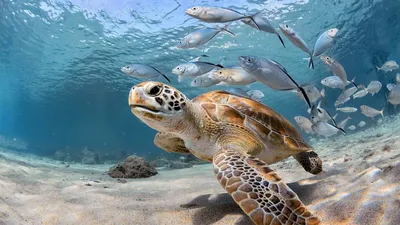 Картинка подводный мир. Море, под водой, рыбы, океан, черепаха. Sawirka ...  | Sea turtle facts, Nature photos, Sea turtle