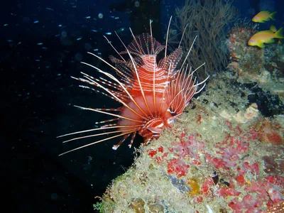 📷 Подводный мир Индийского океана. Фото 2