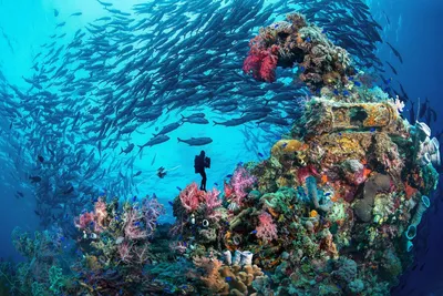 Подводный мир океана (41 фото) - 41 фото