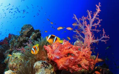 картинки : океан, Подводный, Синий, вместе, акула, Риф, Экзотический,  Мальдивы, подводный мир, Meeresbewohner, Рыба-рой, Рой, Морская биология,  Глубоководная рыба 2560x1920 - - 836275 - красивые картинки - PxHere