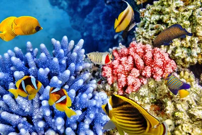 Картинки подводный мир океана