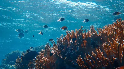 Флизелиновые фото обои подводный мир океана 368x254 см (11415V8)+клей  (ID#1543441738), цена: 1800 ₴, купить на Prom.ua