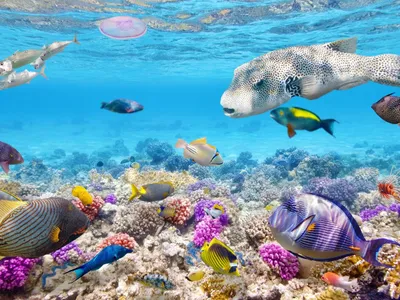 Открытие глубин океана: фотография подводного мира. | Всё обо всём. | Дзен