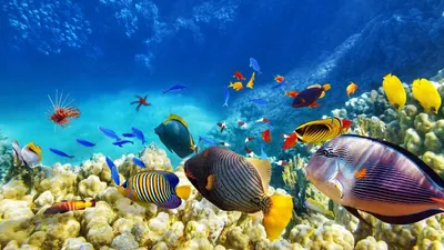 Картинки подводный мир океана - 57 фото
