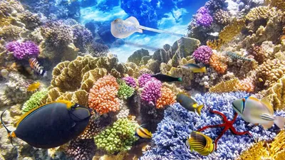 подводный мир под песчаным морем и травой, картина дна океана фон картинки  и Фото для бесплатной загрузки