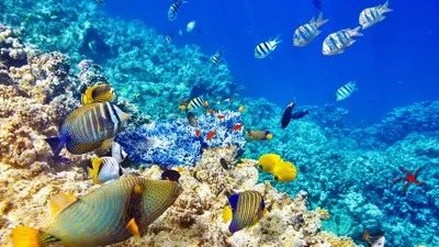 Подводный мир на глубоководье на флору коралловых рифов и природы растений  в пикировании моря океана дикой природы синего света мо Стоковое Фото -  изображение насчитывающей твари, исследование: 150345934