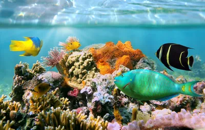 Подводный мир океана (41 фото) - 41 фото