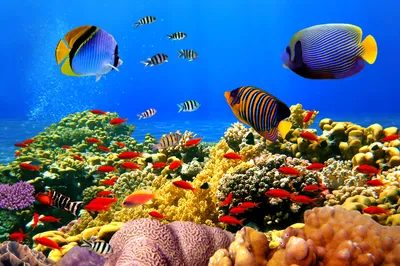 Скачать обои рыбы, океан, кораллы, риф, подводный мир разрешение 4288x2848  #88836
