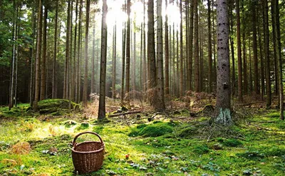Как сделать поход в лес безопасным для собственной жизни - Чырвоная Зорка