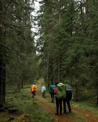 Поход в лес: какие опасности подстерегают в путешествии — Секрет фирмы