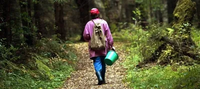 Осенний поход в лес: «Помогаем Лесовичку спасти лес» | Родничок