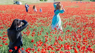 Поле маков и пламени стоковое фото. изображение насчитывающей выгон -  71772102