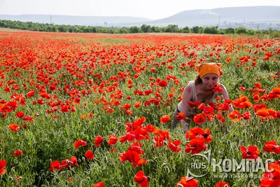 Маки в Крыму: когда и где посмотреть цветущие поля в 2023 году