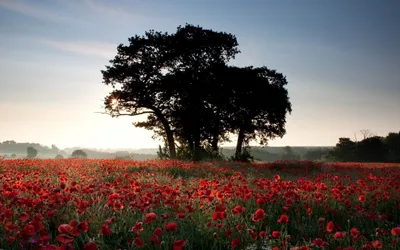 изображение красных маков в поле с зеленой травой и цветами, Кёнги до,  высокое разрешение, цветок фон картинки и Фото для бесплатной загрузки