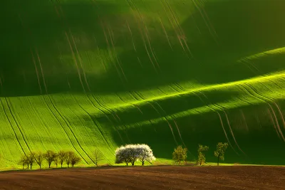 Потрясающие зеленые поля (21 фото) » Невседома
