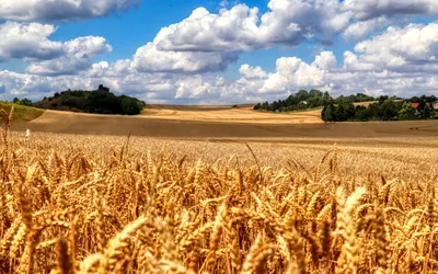 Картинка Пшеничное поле » Поля » Природа » Картинки 24 - скачать картинки  бесплатно