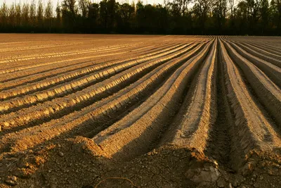 Россия по итогам 2020 года может поставить новый рекорд по сбору пшеницы -  РИА Новости, 13.01.2021