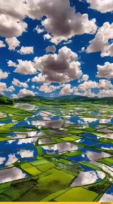 Фото Пшеница Природа Поля Маки Небо Колос Цветы