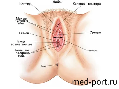 Лабиопластика. Пластика малых и больших половых губ